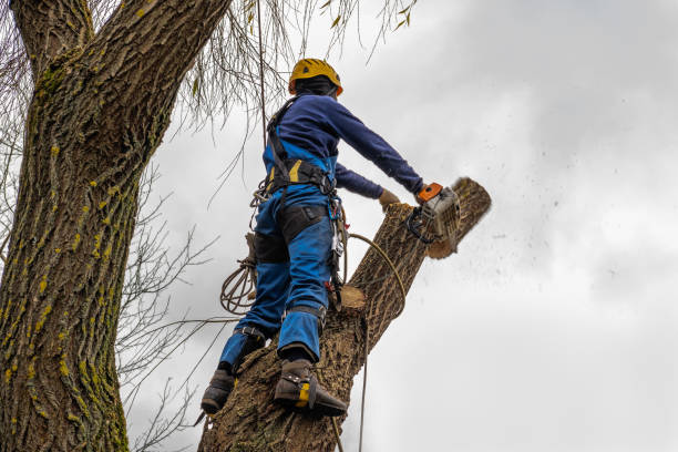 How Our Tree Care Process Works  in  Willacoochee, GA