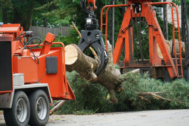 Trusted Willacoochee, GA Tree Removal Experts